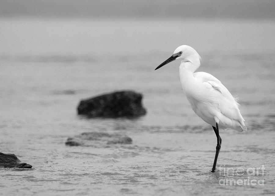 Egret in Black and White #1 Photograph by Angela Rath