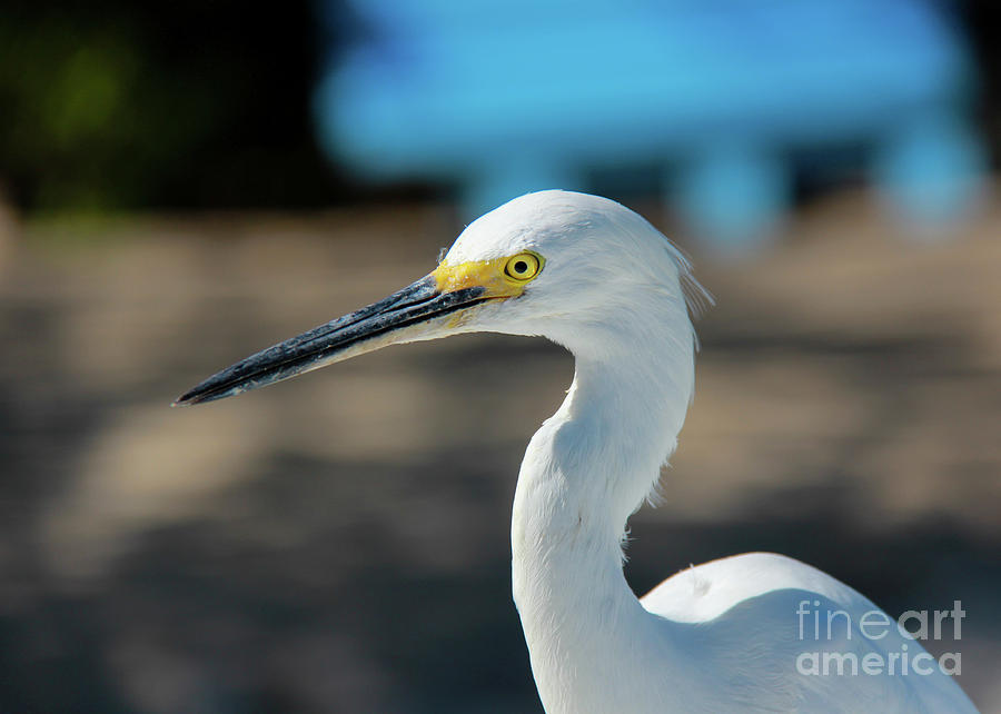Egret #1 Photograph by SnapHound Photography