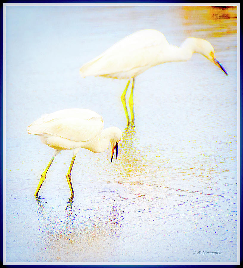Egrets in a Salt Marsh #1 Photograph by A Macarthur Gurmankin
