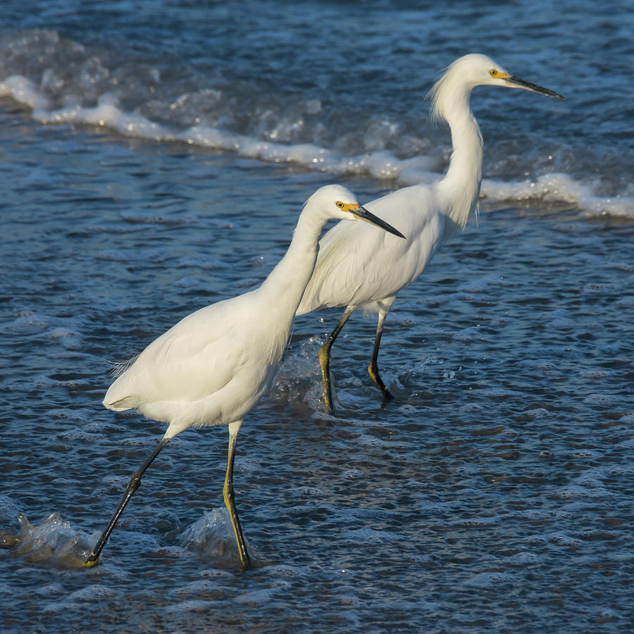 Egrets in the Shallows Photograph by Bruce Frye - Fine Art America