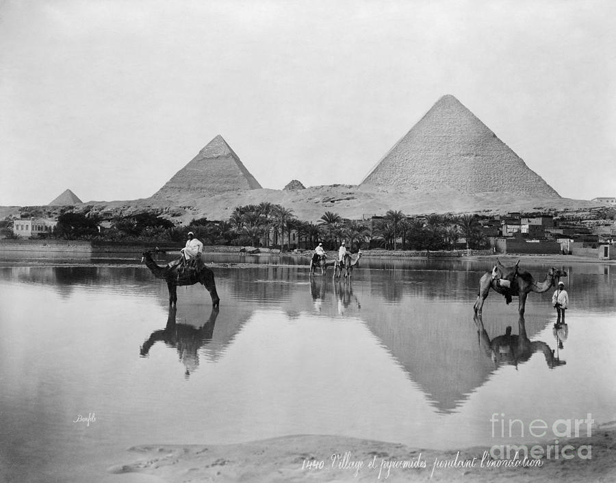 Camel Photograph - EGYPT, PYRAMID, c1900.  #1 by Granger