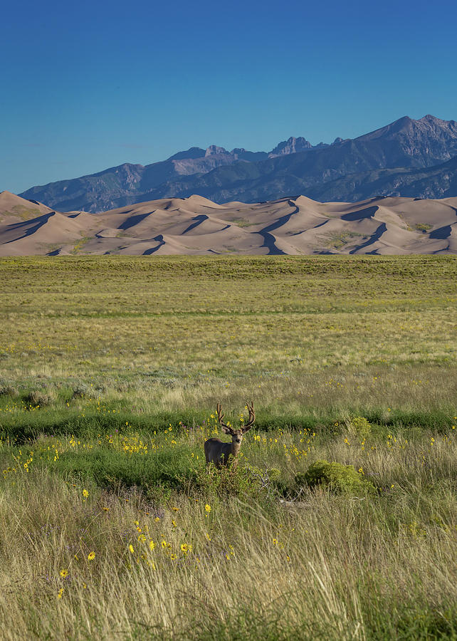 Eight Point Buck In The Grass Lands Of The Great Sand Dunes Photograph