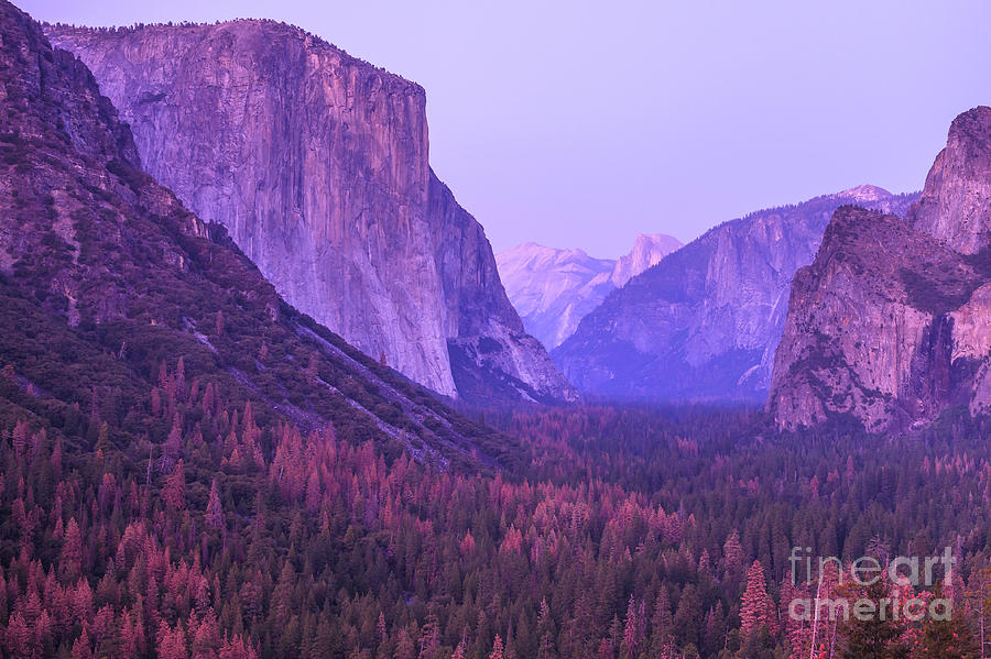 El Capitan Magenta sunset #1 Photograph by Benny Marty
