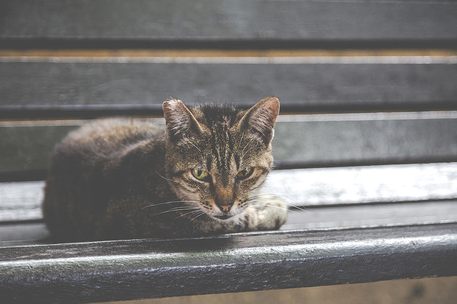 El Gato Reposado Photograph by Daniel Smith - Fine Art America