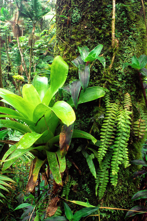 El Yunque National Forest #1 Photograph by Thomas R Fletcher