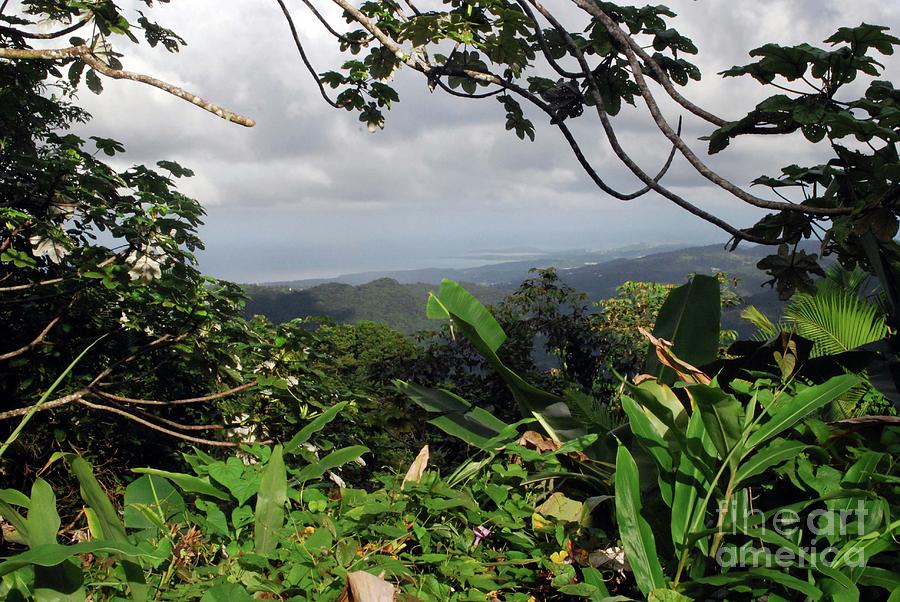 Tree Photograph - El Yunque Rain forest #1 by Gary Wonning