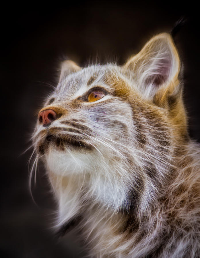 Electric Lynx #1 Photograph by Rikk Flohr