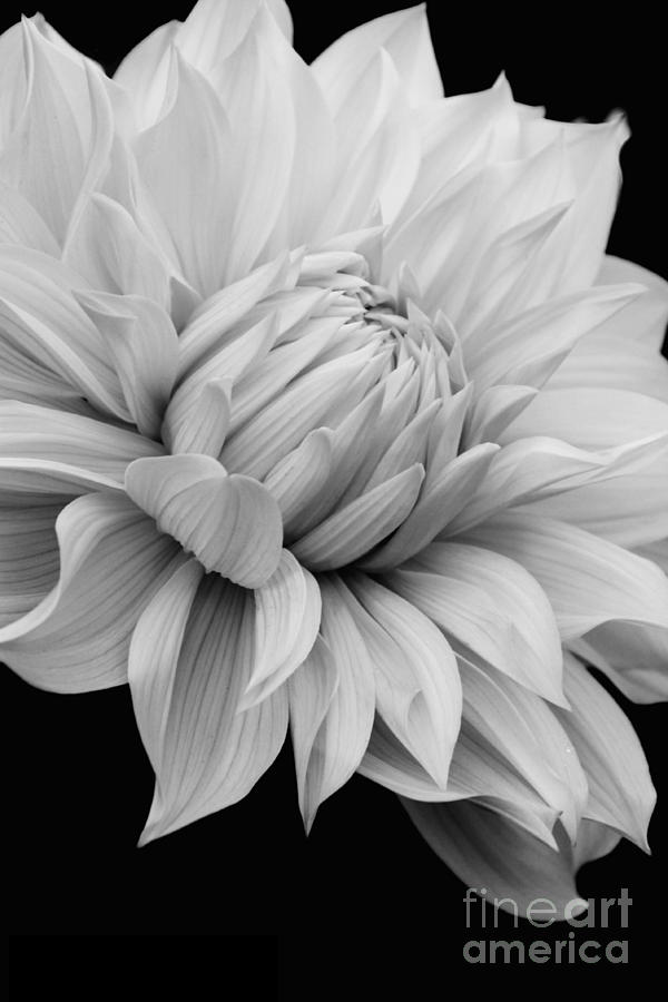 Black And White Photograph - Elegance #2 by Beth Buelow