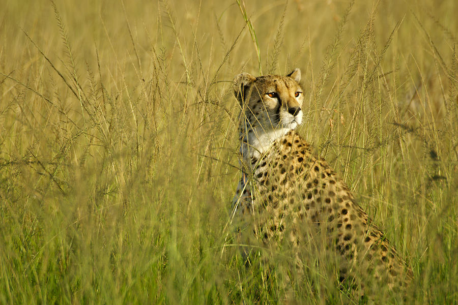 Elegant Cheetah #1 Photograph by Michele Burgess