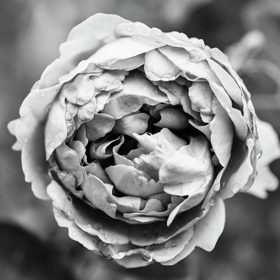 Elegant rose in black and white #1 Photograph by Vishwanath Bhat