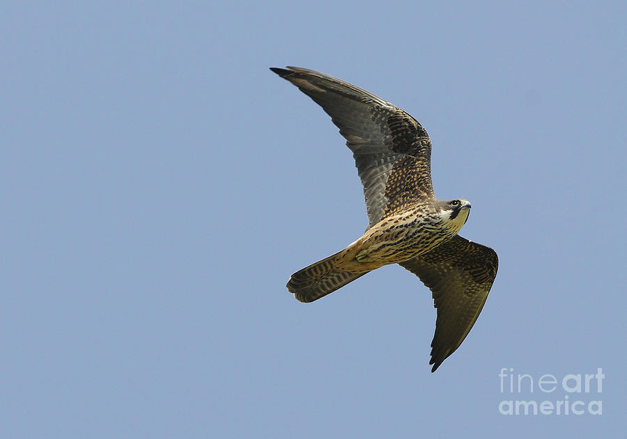 Eleonoras Falcon #1 Photograph by Richard Brooks/FLPA