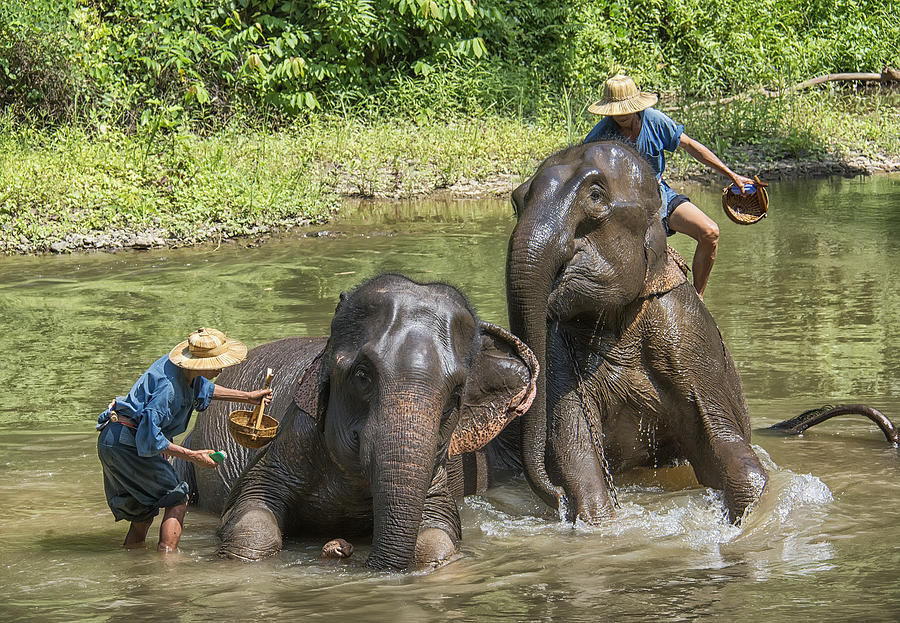 Elephant Bath #1 Photograph by Wade Aiken