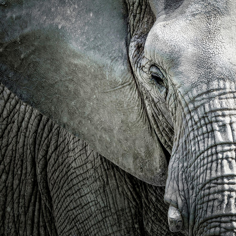 Elephant #1 Photograph by Deborah Penland