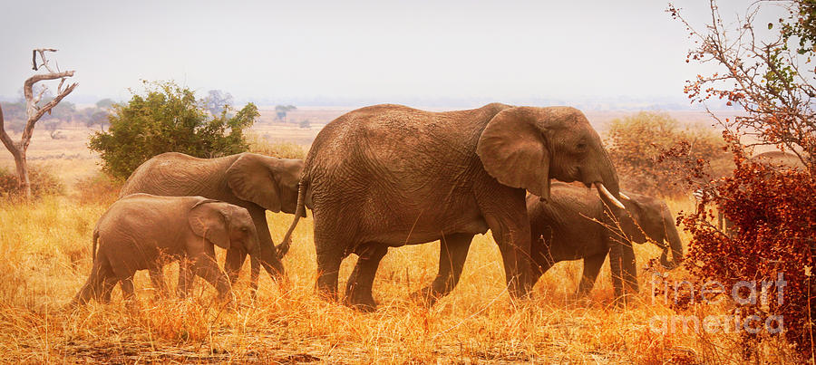 Elephant Family #1 Photograph by Bruce Block