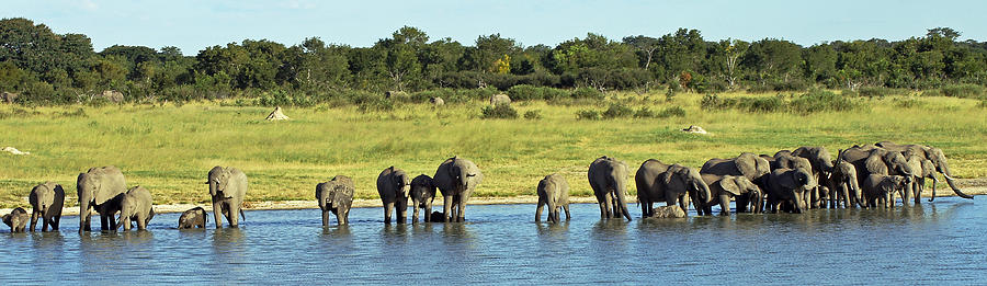 Elephant Herd #1 Photograph by Tony Murtagh