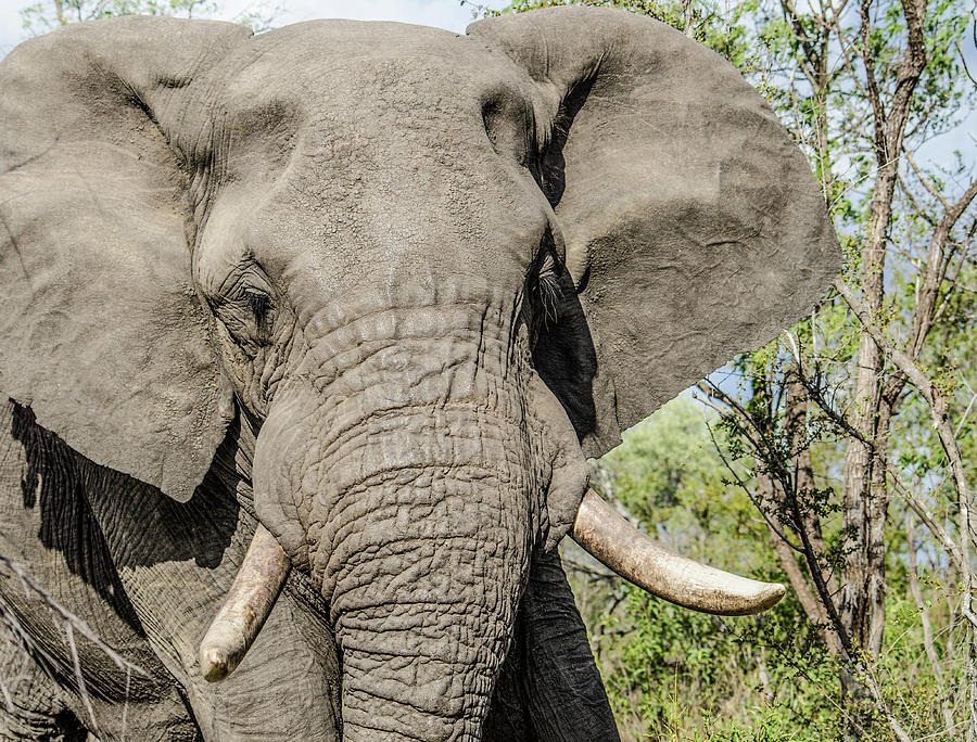 Elephant in Manyeleti Game Reserve #1 Photograph by Rob Huntley