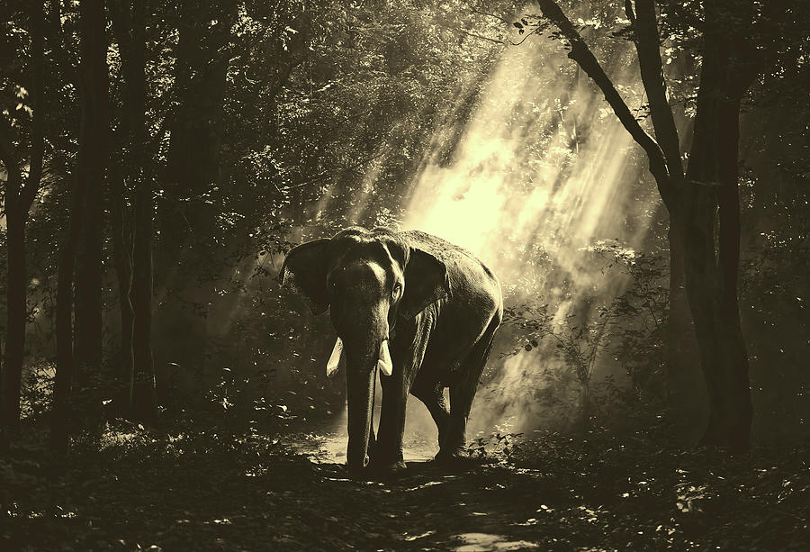 Elephant In The Mist #1 Photograph by Mountain Dreams