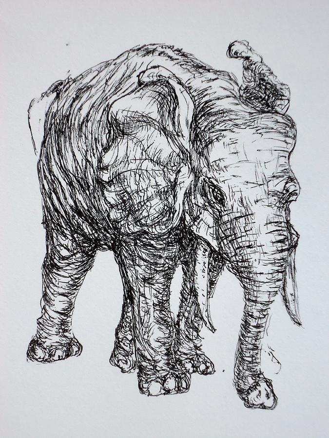 Elephant #1 Drawing by Pete Maier