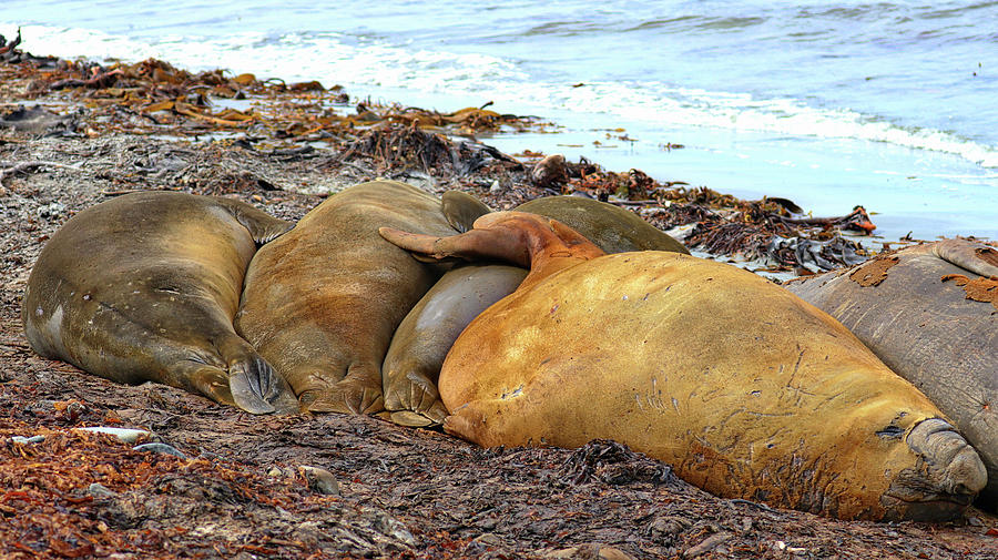 Elephant Seal Falkland Islands #1 Photograph by Paul James Bannerman