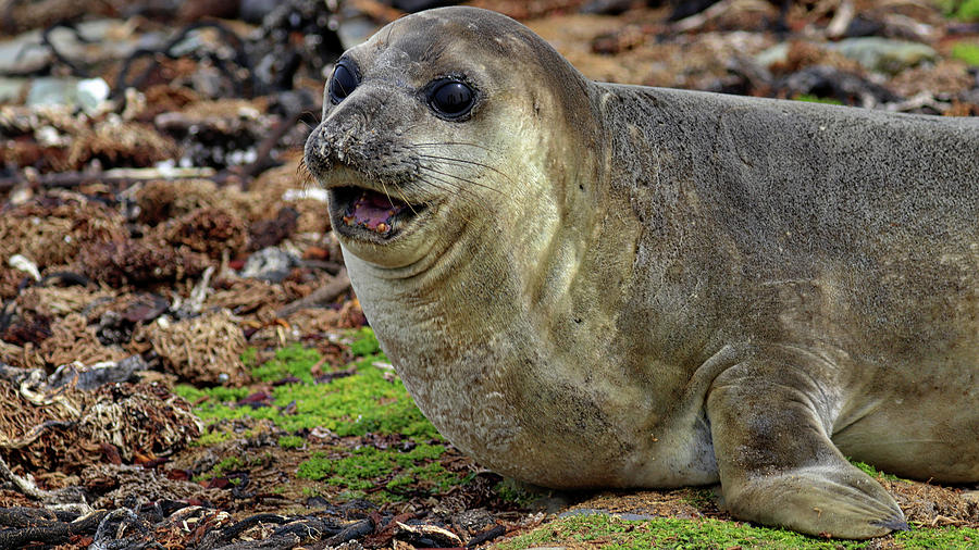 Elephant Seals Falkland Islands #1 Photograph by Paul James Bannerman