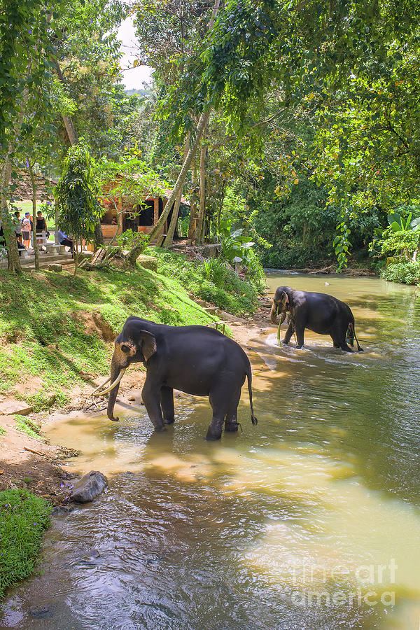 Elephants in river Photograph by Patricia Hofmeester