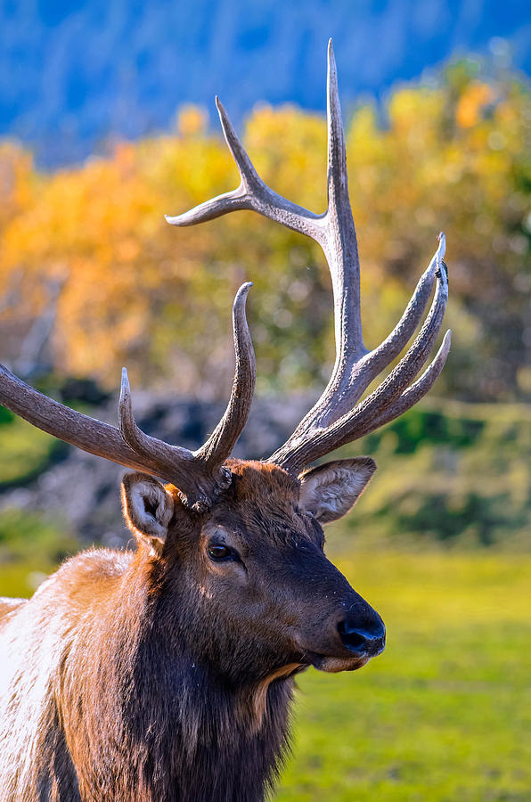 Elk 2 Photograph by Brian Stevens