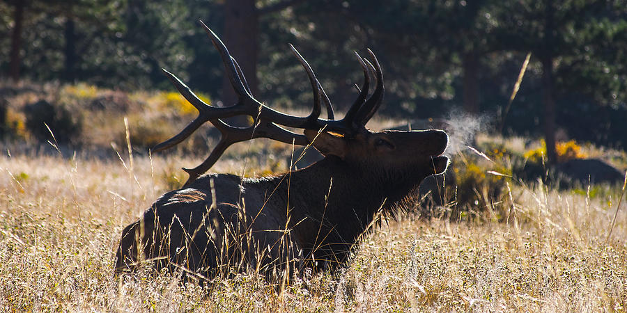 Elk Bugle Photograph by Aaron Spong