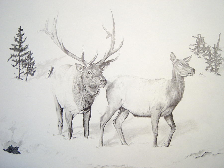 Elk Couple Drawing by Trey Stephens