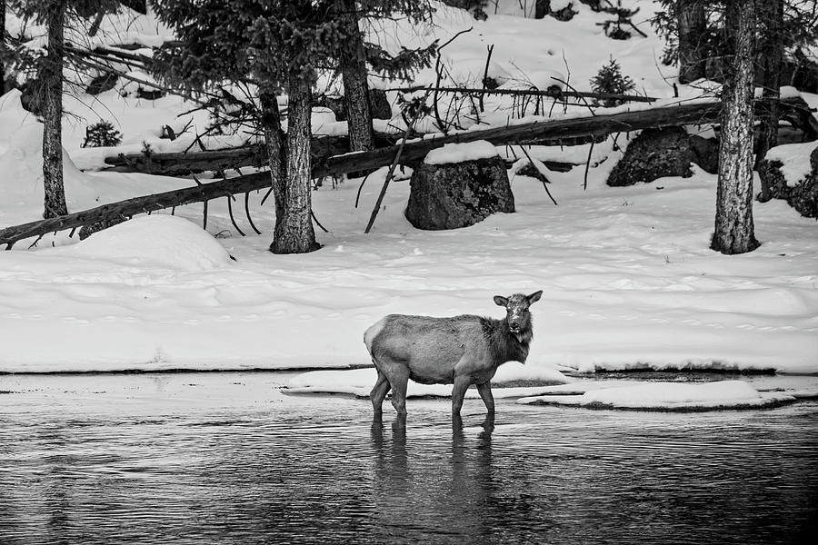 Elk Cow #1 Photograph by Mountain Dreams