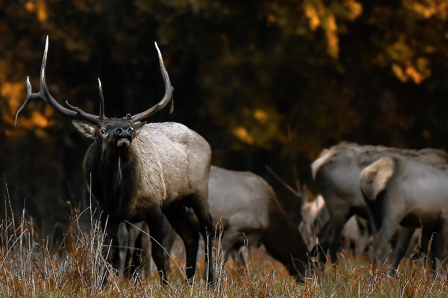 Elk Photograph - Elk by Garett Gabriel Elk Photograph - Elk by Garett Gabriel