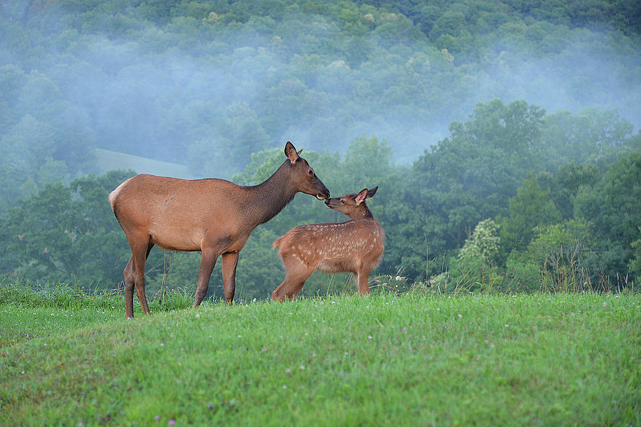Elk Getting to Knows One Another #1 Photograph by Alan Lenk