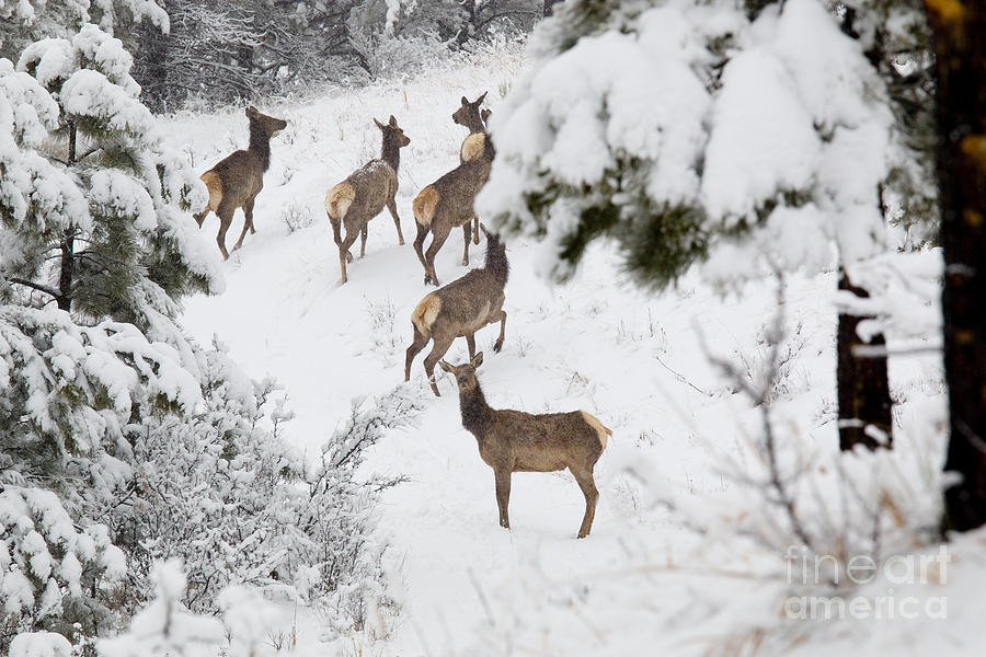 Elk in Deep Snow in the Pike National Forest #1 Photograph by Steven Krull