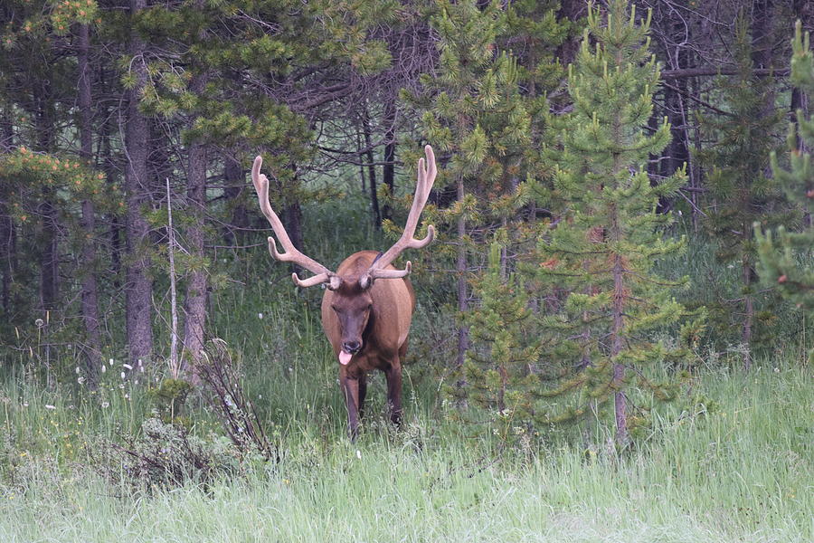 Bull Elk Rocky Mountain NP CO #5 Photograph by Margarethe Binkley