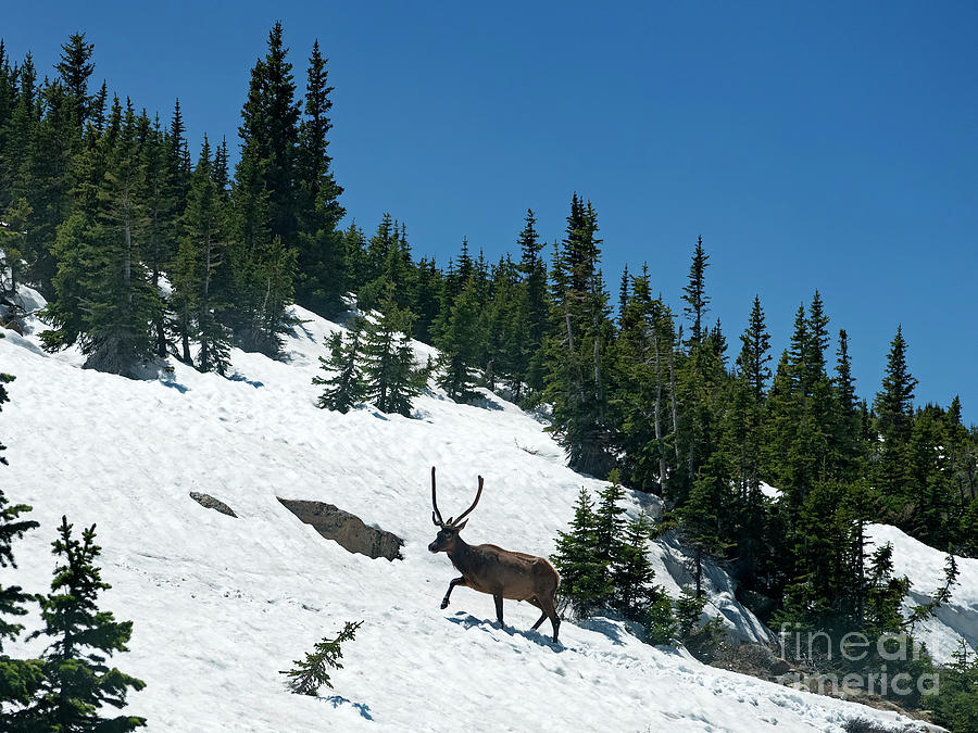 Elk in Snow in Rocky Mountain National Park in Colorado #2 Photograph by David Oppenheimer