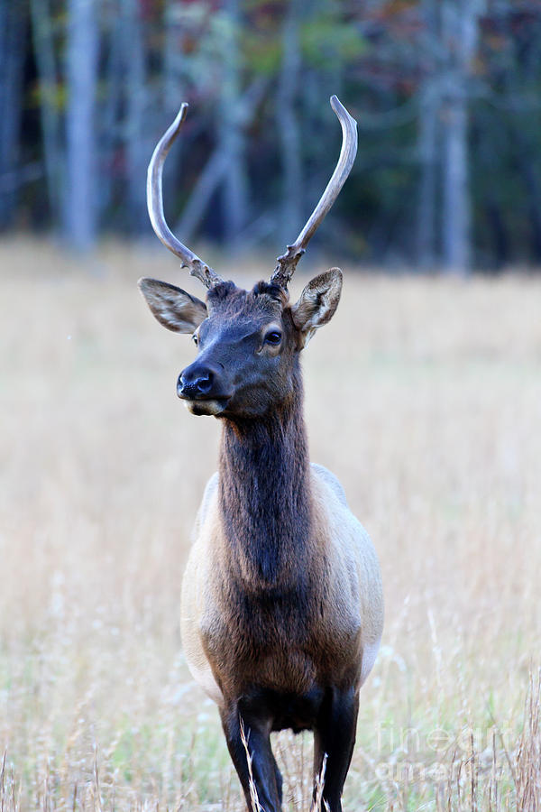 Elk #2 Photograph by Jill Lang