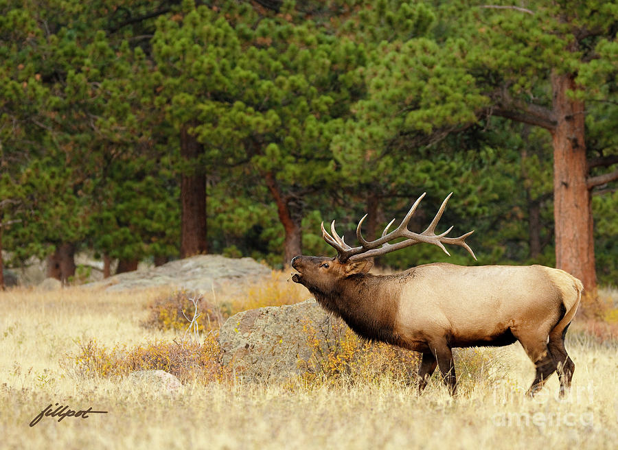 Colorado Photograph - Elk by Bon and Jim Fillpot