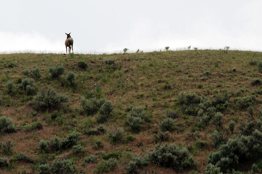 Elk Yellowstone USA #1 Photograph by Bob Savage