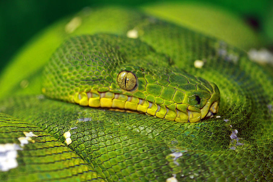 Emerald Tree Boa Photograph by Paul Slebodnick