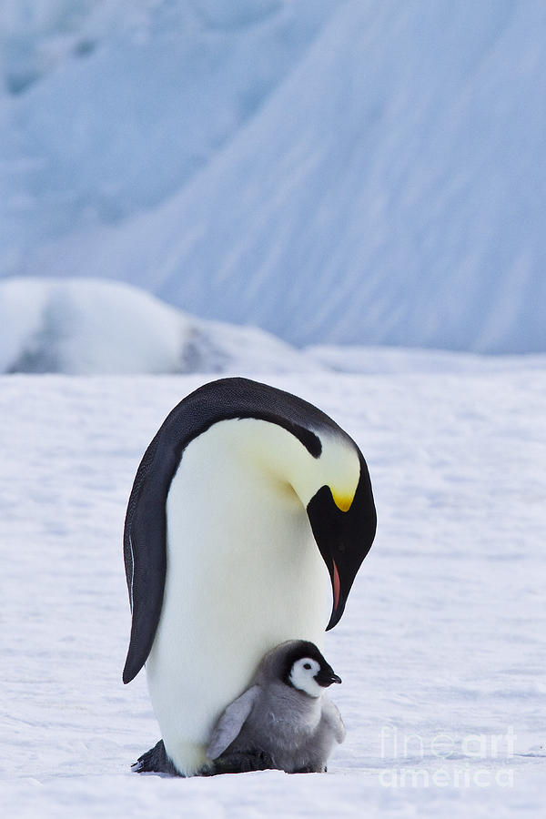 Emperor Penguin And Chick #1 Photograph by Jean-Louis Klein & Marie-Luce Hubert