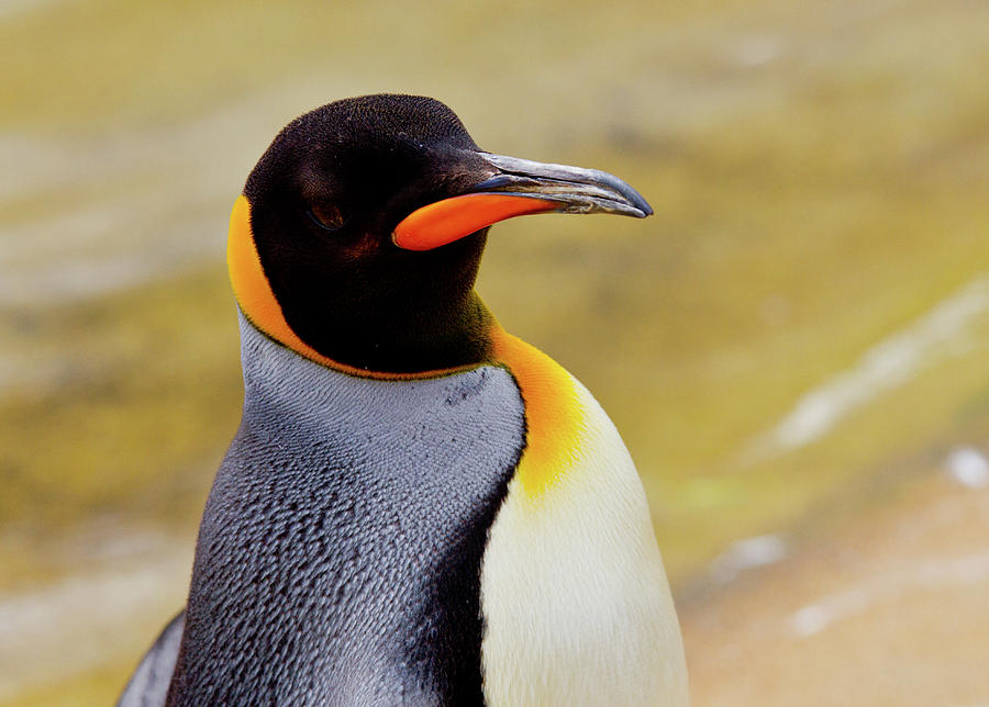 Emperor penguin #2 Photograph by Ed James