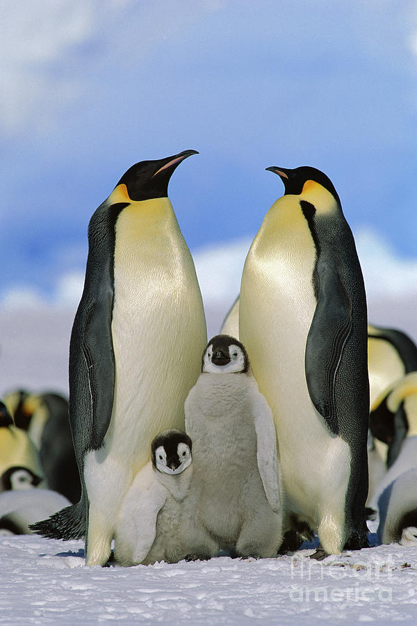 Mp Photograph - Emperor Penguin Family by Konrad Wothe