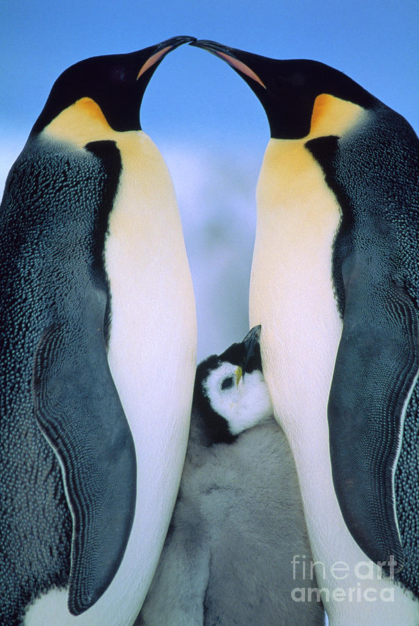 Emperor Penguin Family #1 Photograph by Tui de Roy