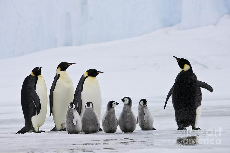 Emperor Penguins And Chicks #1 Photograph by Jean-Louis Klein & Marie-Luce Hubert