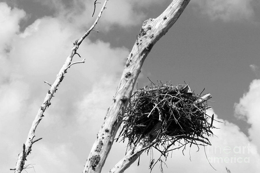 Empty Nest 2 #2 Photograph by Robert Wilder Jr