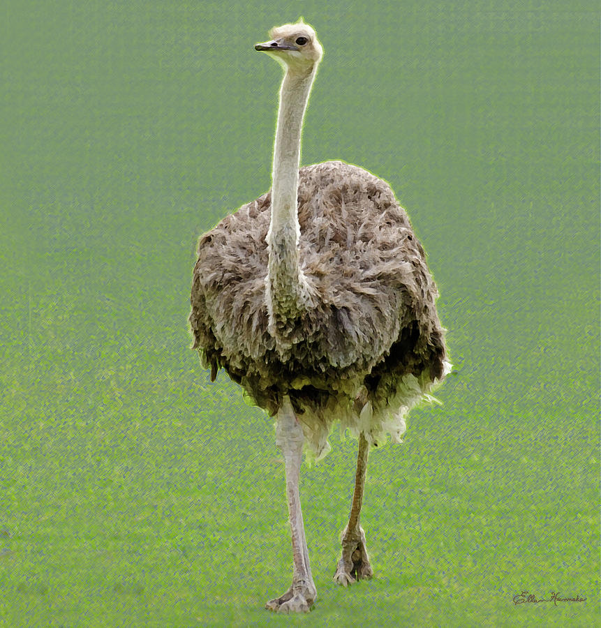 Ostrich Painting