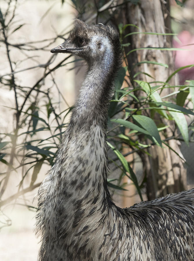 Emu #1 Photograph by Masami Iida