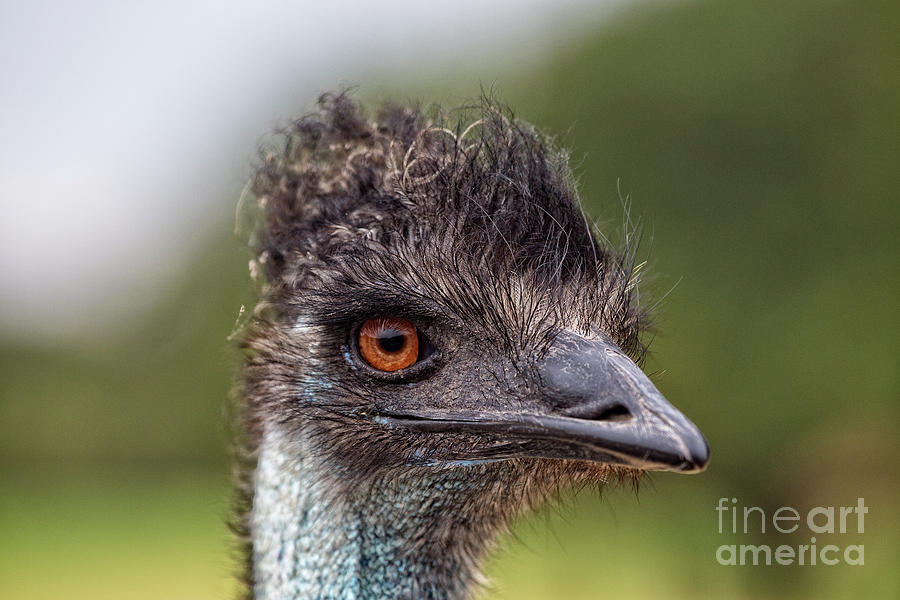 Emu Portrait #1 Photograph by Douglas Barnard