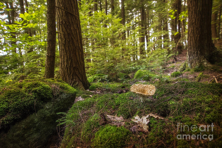 Mushroom Photograph - Enchanted Forest  #1 by Alana Ranney