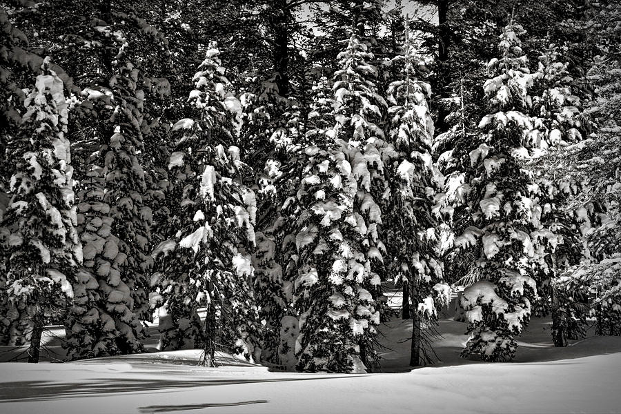 Black And White Photograph - Enchanted Forest #1 by Maria Coulson