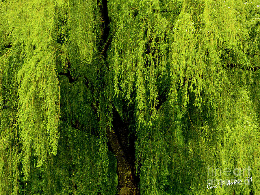 Enchanting Weeping Willow Tree  Photograph by Carol F Austin